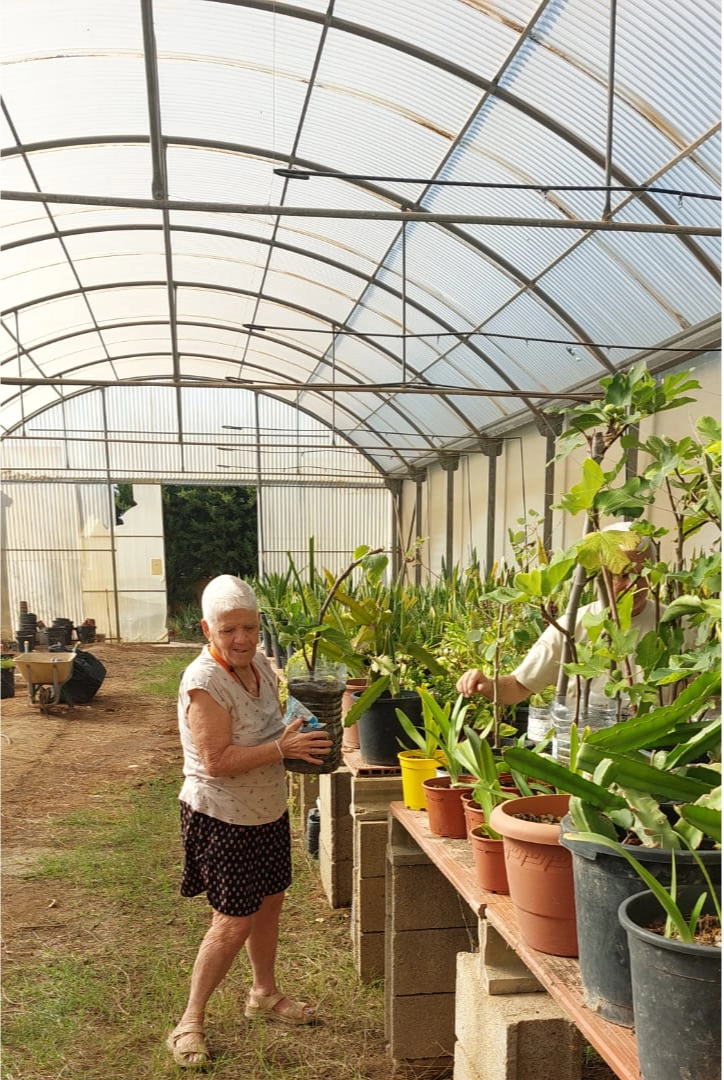 Persona usuaria cuida plantas en el invernadero del Hospital de plantas.